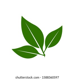 Green Leaf Logo Vector Illustration Design
