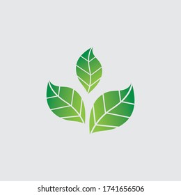 green leaf logo vector illustration 