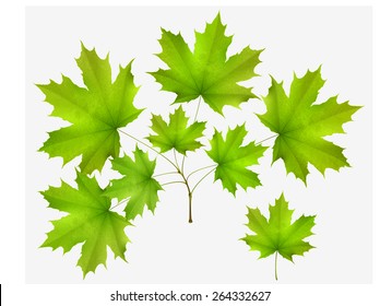Green leaf maple and maple branch isolated on white