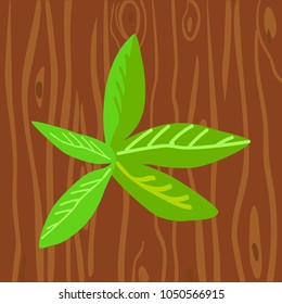 Green leaf. Mint. Fresh vegetable for the menu. Brown wooden background. Icon. Isolated object. Vector illustration