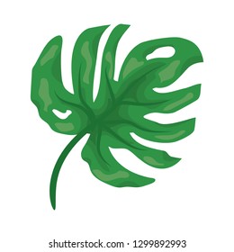 green leaf monstera