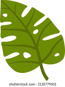 Green leaf of monstera close-up on a white background. Illustration isolated white background. Nature wallpaper.