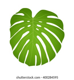 green leaf monstera isolated on white background