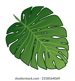Green Leaf Monstera On White Background, Real Tropical Jungle Foliage Plants