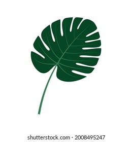 The green leaf of the monstera plant on a white background. A vector image.