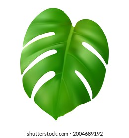 Green leaf monstera plant vector realistic illustration. One big beautiful 3d tropical palm leaf isolated on white background. Highly detailed exotic jungle foliage for cosmetics, spa. Vector EPS10