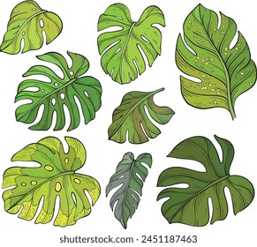 Green leaf monstera set. Vector illustration on white background, leaves collection