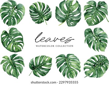 Green leaf monstera vector watercolor on white background, watercolor leaves collection
