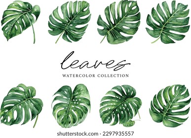 Green leaf monstera vector watercolor on white background, watercolor leaves collection
