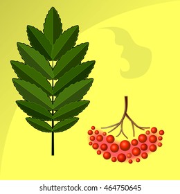 Green leaf of a mountain ash on a yellow background.