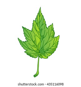 green leaf, Natural green leaf,  leaf of a maple, floral color garden art, leaf illustration.
