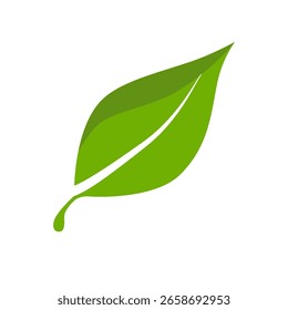 Green leaf nature on white background.