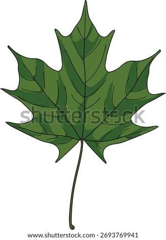 Green leaf of Norway maple or Acer platanoides isolated on white background	