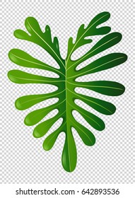 Green leaf on transparent background illustration