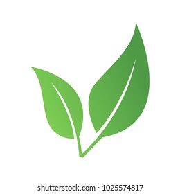 Green leaf on a white background