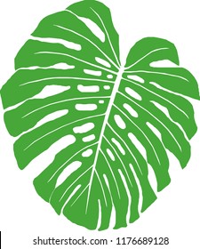 Green leaf on a white background