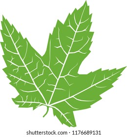 Green leaf on a white background