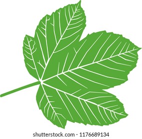 Green leaf on a white background