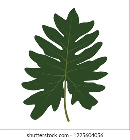 Green leaf on white background. Vector Illustration. EPS10