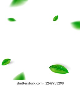 Green leaf on white background. Vector illustration