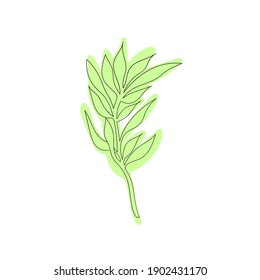 Green leaf on white background.