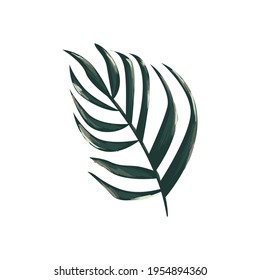 green leaf on white background