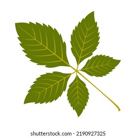 Hoja verde sobre fondo blanco. Vector