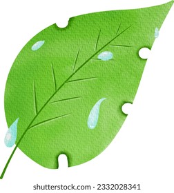  green leaf on a white background