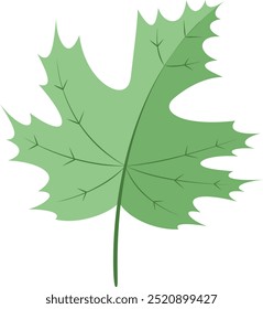 Hoja verde sobre fondo blanco. Hoja de arce. Ilustración vectorial