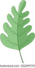 Green leaf on white background. Oak leaf. Vector illustration.
