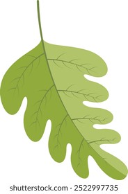 Green leaf on white background. Oak leaf. Vector illustration.