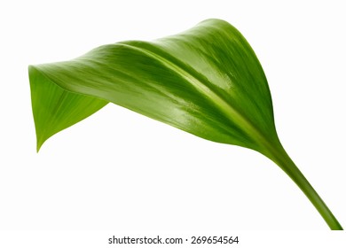 grünes Blatt auf weißem Hintergrund