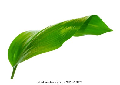 green leaf on white background, vector