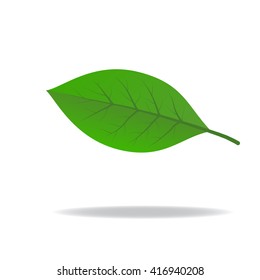 Green leaf on a white background. Vector illustration