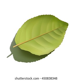 Green leaf on white background with realistic shadow. Vector illustration