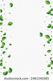 Green Leaf Organic Vector Transparent Background. Realistic Greens Branch. Lime Foliage Wind Pattern. Leaves Herbal Concept.