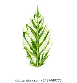 green leaf outline icon illustration without background