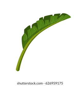 Green leaf of palm tree. Colorful cartoon vector Illustration