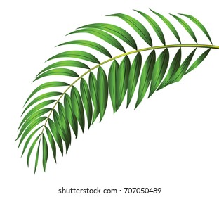 Green leaf of palm tree isolated on white background. coconut isolated vector illustration.