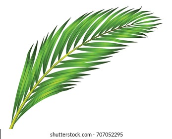 Green leaf of palm tree isolated on white background. coconut isolated vector illustration.