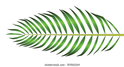 Green leaf of palm tree isolated on white background. coconut isolated vector illustration.