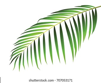 Green leaf of palm tree isolated on white background. coconut isolated vector illustration.