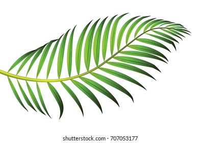 Green leaf of palm tree isolated on white background. coconut isolated vector illustration.