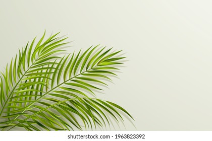 green leaf of palm tree on gray background