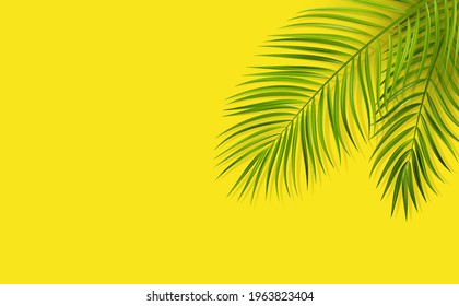 Green leaf of palm tree on yellow background