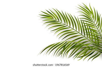 green leaf of palm tree on white background