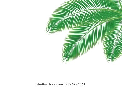 A green leaf of a palm tree on a white background. coconut palm leaf isolated