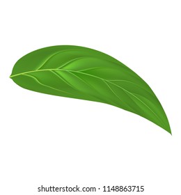 Green leaf peach mockup. Realistic illustration of green leaf peach vector mockup for web design isolated on white background
