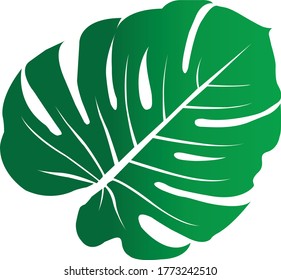 green leaf philodendron color green 