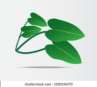 
green leaf philodendron color vector design